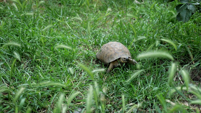 乌龟正在绿色的草地上移动。视频素材
