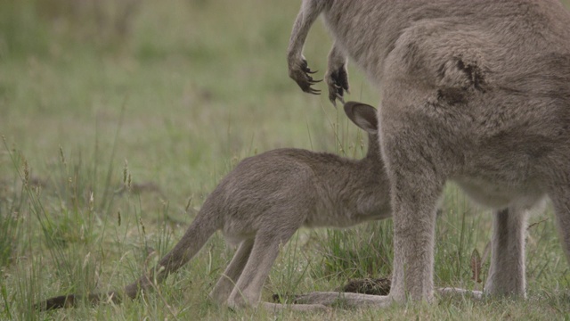 澳大利亚，灰色袋鼠小袋鼠挤进妈妈的育儿袋里视频下载
