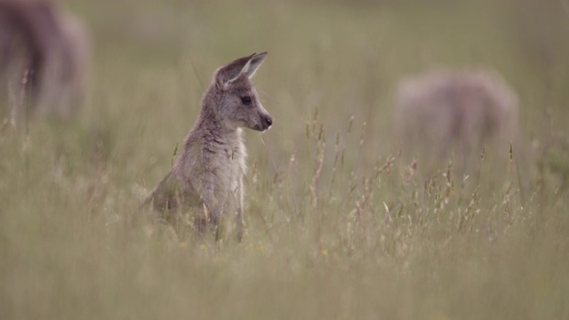 灰色袋鼠幼崽四处张望，澳大利亚视频素材