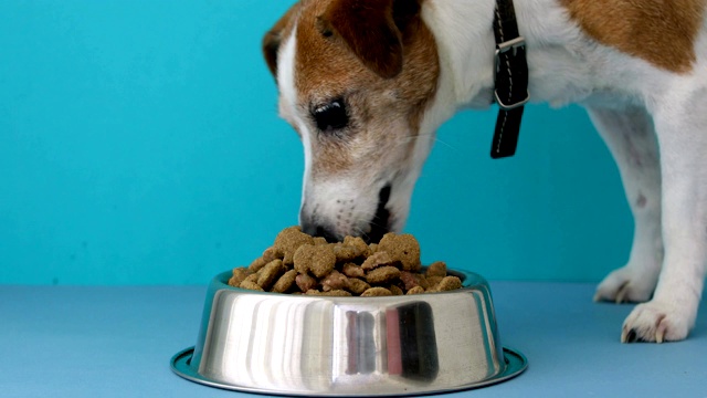 狗从碗里吃东西视频素材