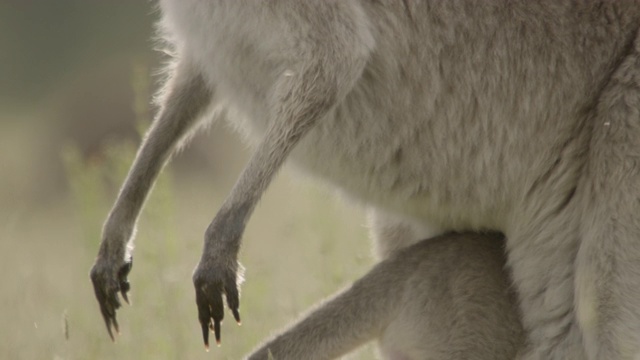 澳大利亚，灰袋鼠幼崽躲进妈妈的育儿袋里视频下载