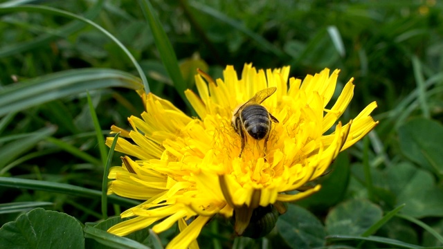 蜜蜂在蒲公英上采集花粉，特写视频素材