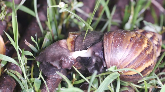 巨型非洲蜗牛交配视频下载