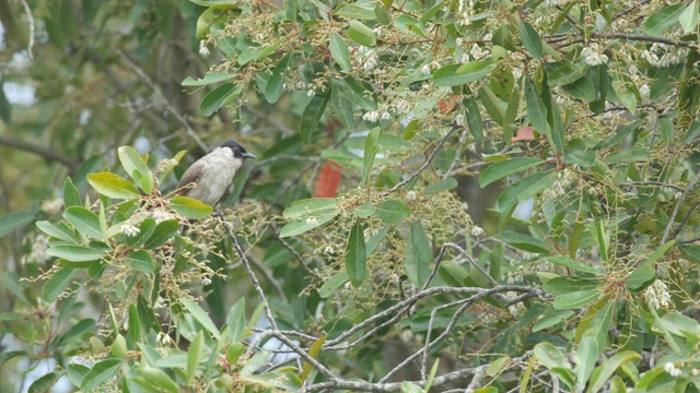 栖息在树冠上的红须白头翁视频下载