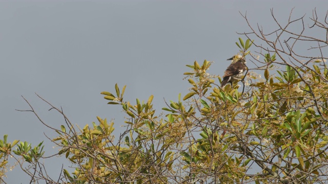 树冠上的黑领椋鸟视频下载
