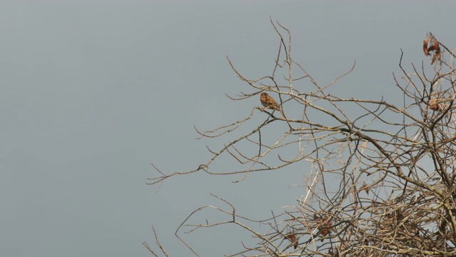 麻雀在树冠上休息视频下载