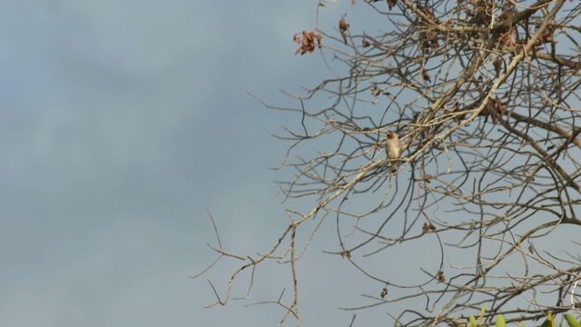 树冠上有鳞胸的文鸟视频下载
