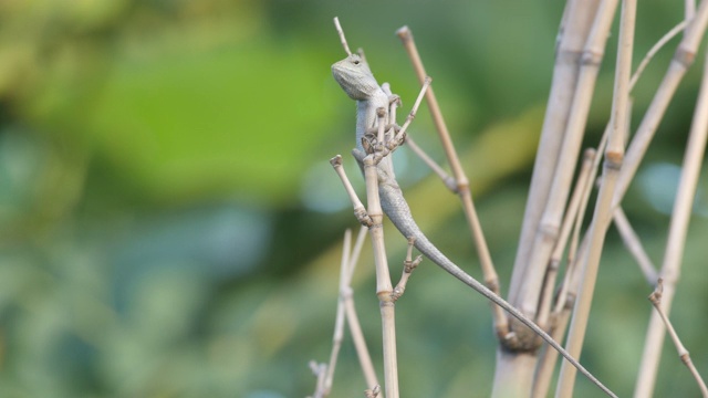 蜥蜴爬在竹枝上视频下载