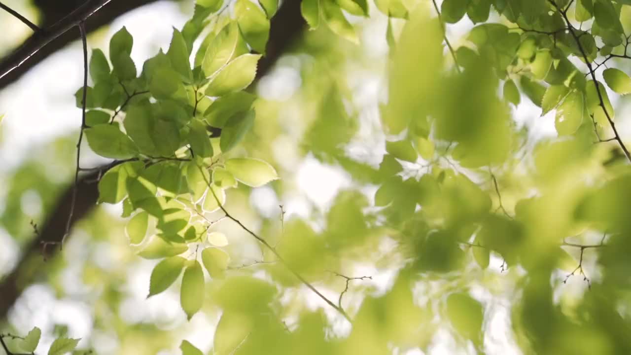 阳光透过茂盛的绿叶照射进来。视频下载