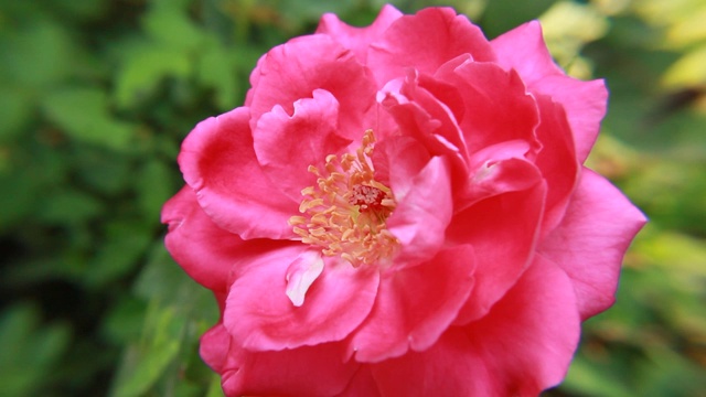 鲜艳的玫瑰清新自然。视频素材