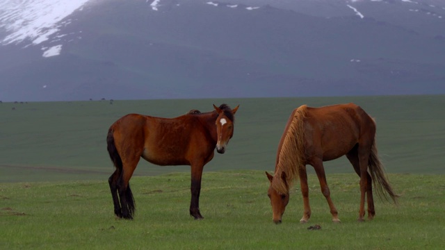 吉尔吉斯斯坦天山的野马视频素材