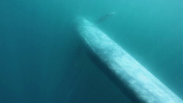 蓝鲸水下视频素材