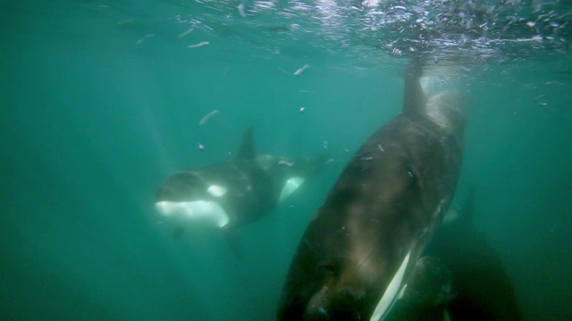水下的虎鲸群视频素材