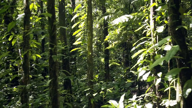 沿着茂密的植被和早晨的阳光的热带自然小径视频素材