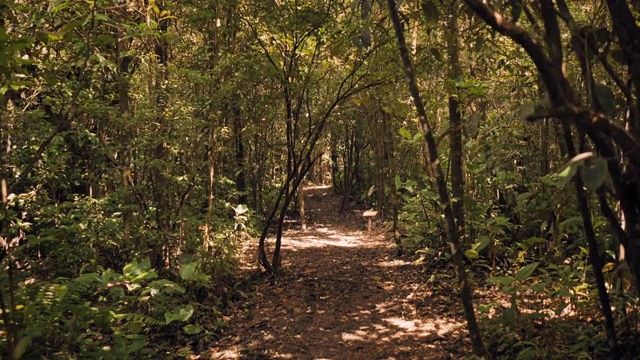 徒步旅行者的观点，步行穿过热带亚马逊雨林荒野视频素材
