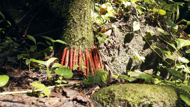 热带雨林荒野中奇异的红树根视频素材