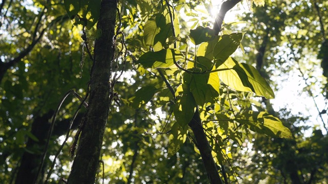 树冠与明亮的下午阳光和射线在雨林视频素材