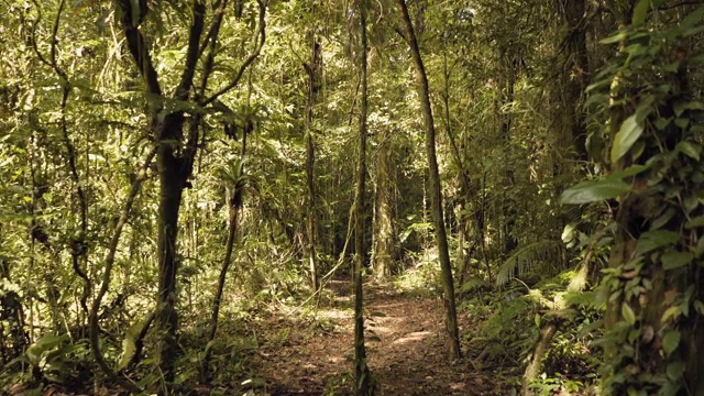 深夏碧绿的巴西亚马逊热带森林，徒步者站在里面散步视频素材