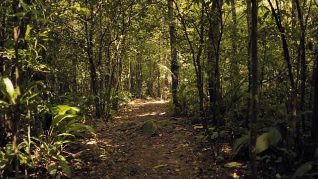 徒步旅行者的观点，徒步走过热带雨林荒野的小径视频素材