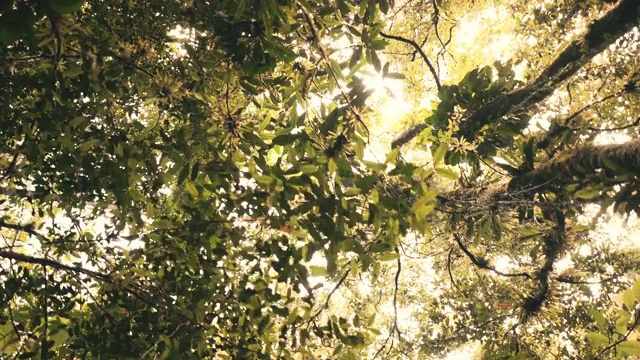 穿过一片茂密的雨林视频素材