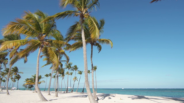 大西洋上的热带海滩，白沙蓝天。棕榈树和湛蓝的海水。多米尼加共和国蓬塔卡纳。世界上最好的海滩视频素材