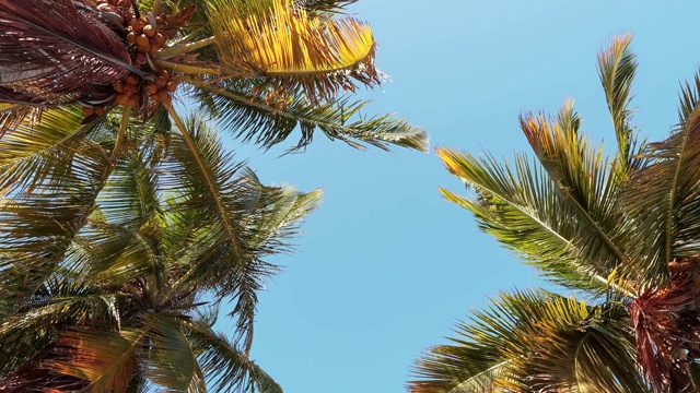 棕榈叶映衬着蓝天，镜头动了起来。马尔代夫美丽的野生海滩。椰子树上视频素材
