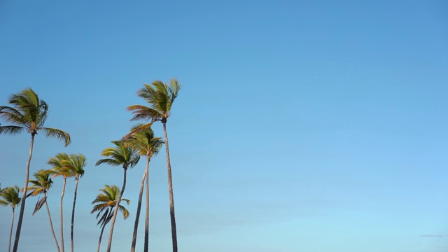蓝天背景上的高大棕榈树。空间的文本。热带岛屿上令人惊叹的野生海滩。加勒比海视频素材