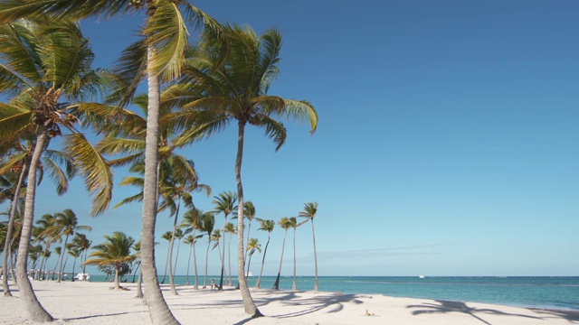 加勒比海滩拥有湛蓝的天空，充分放松、休息、度假。高大的椰子树。大西洋，多米尼加共和国蓬塔卡纳海滩视频素材
