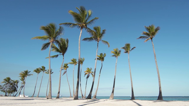 多米尼加共和国，岛屿海滩，蓝色大海岸边的高大棕榈树。大西洋，蓬塔卡纳海滩。加勒比海绿松石海水视频素材