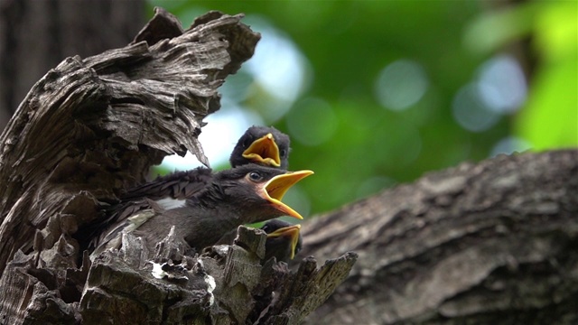 雏鸟等待它们的妈妈喂食。视频下载