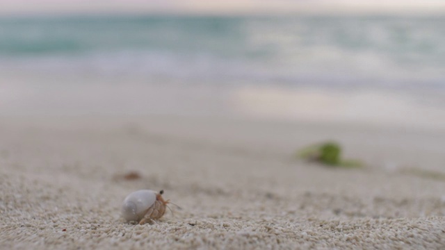 海滩上的寄居蟹视频素材