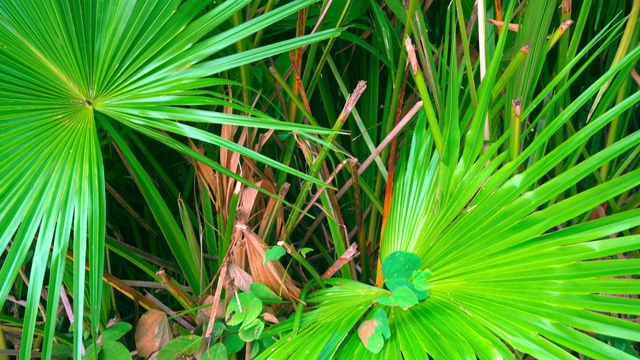 绿色的热带棕榈叶。不同的绿色阴影视频下载