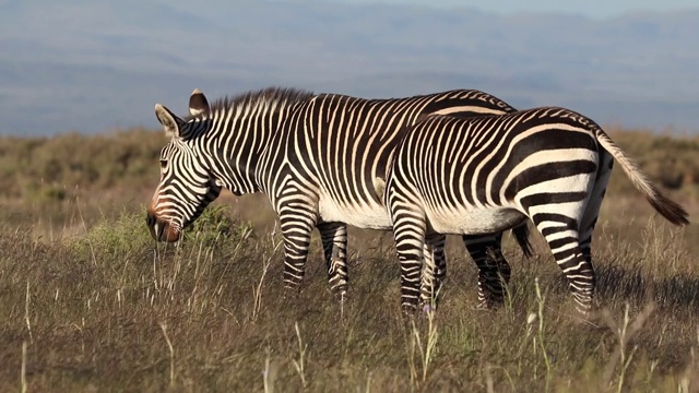 开普山斑马在吃草，山斑马国家公园，南非视频素材