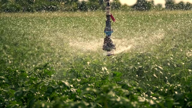 特写，特殊的灌溉系统将水洒在绿色的马铃薯灌木上。雨落了水珠，浪花飞过绿叶。在农田里种植和灌溉土豆视频素材
