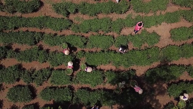 茶园和采摘茶叶的工人视频素材