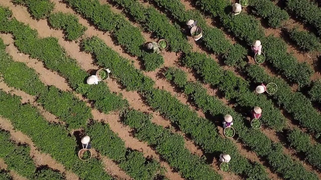 茶园和采摘茶叶的工人视频素材