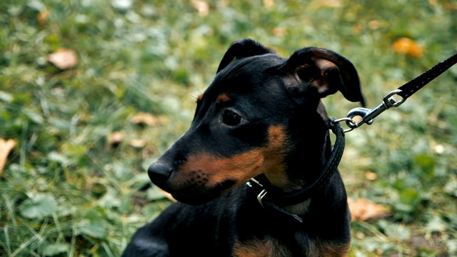 可爱的德国犬看着镜头坐在草地上的慢动作视频素材