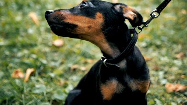 可爱的德国犬看着镜头坐在草地上的慢动作视频素材
