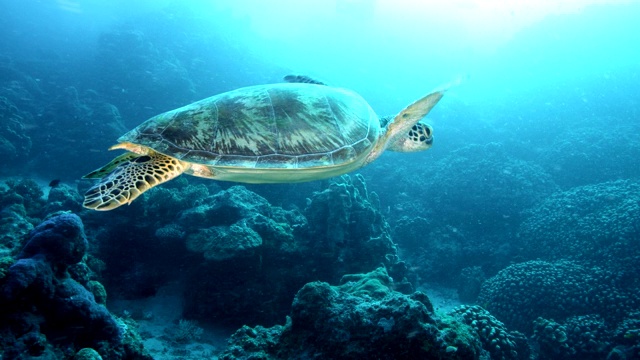 近距离跟随海龟游过珊瑚礁的慢动作视频素材