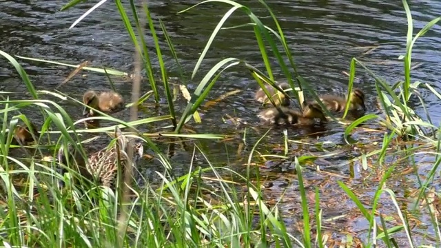 鸭妈妈带着一窝小鸭子在水里游泳。视频素材