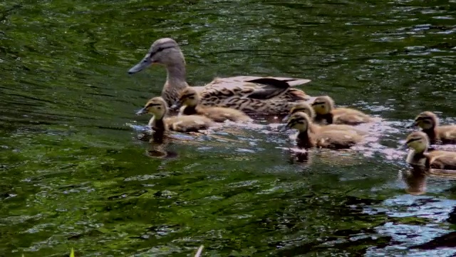 鸭妈妈带着一窝小鸭子在水里游泳。视频素材
