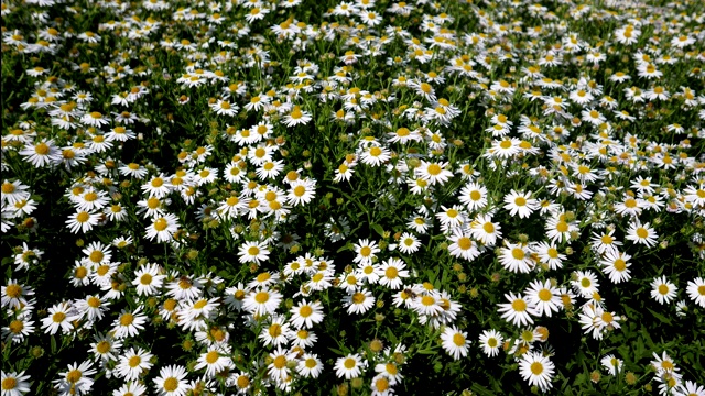 夏季背景与白色雏菊花。视频下载