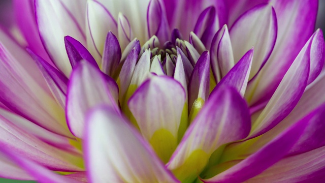 盛开的花紫色和白色大丽花宏观特写视频素材