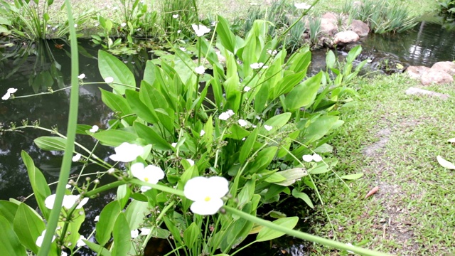花园小溪和观赏水花植物视频下载