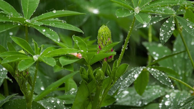 羽扇豆的芽和叶带有雨滴视频素材