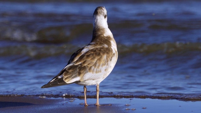 鸟幼鸥站在沙滩上休息。视频素材