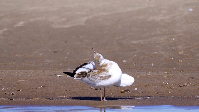 这只鸟是一只年轻的海鸥，站在沙滩上清理自己的羽毛。视频素材