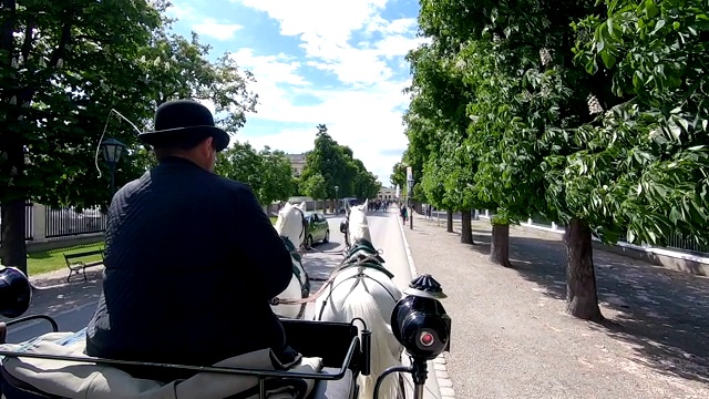 车夫驾着马车穿过公园。视频下载