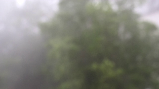 夏天的暴风雨摇动大树视频素材