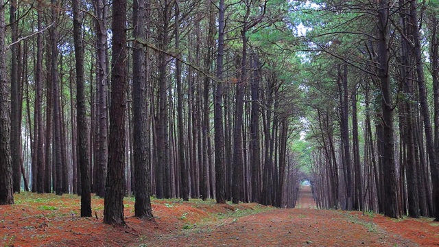 林地小径为夏季常绿松林，以宁静自然为背景视频下载